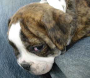 puppybulldog.jpg